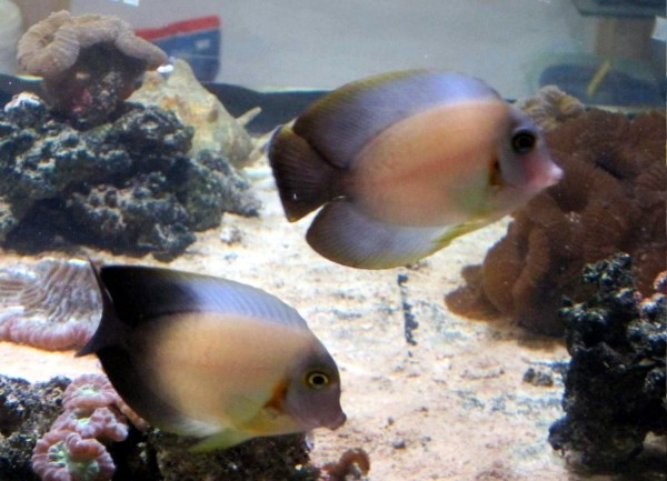 Acanthurus tristis - Schokoladendoktor juvenil