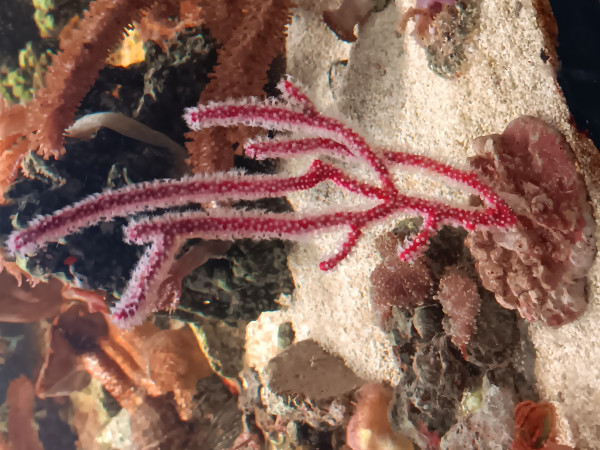 Ellisella sp. Vermutlich ceratophyta - Gorgonie Beispielfoto