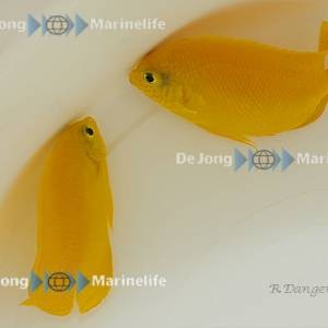 Centropyge heraldi - Zitronen Zwergkaiserfisch