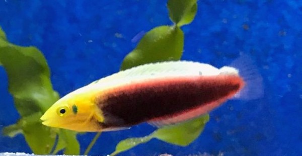 Halichoeres iridis - Gelbkopfjunker