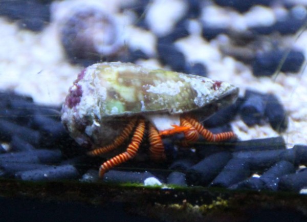 Ciliopagurus strigatus - Ringelsockeneinsiedler