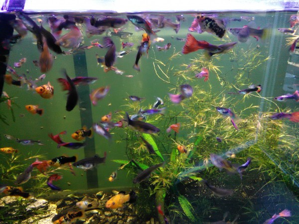 Guppy-Jungfisch bis 1,5 cm Süßwasser eigene Nachzucht