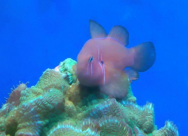 Gobiodon citrinus - Zitronengrundel