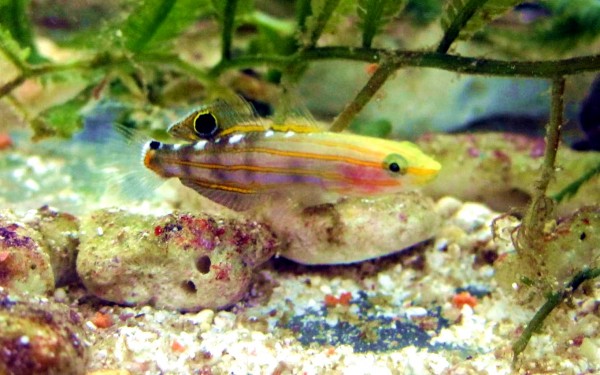 Koumansetta rainfordi - Amblygobius rainfordi - Rainfords Grundel