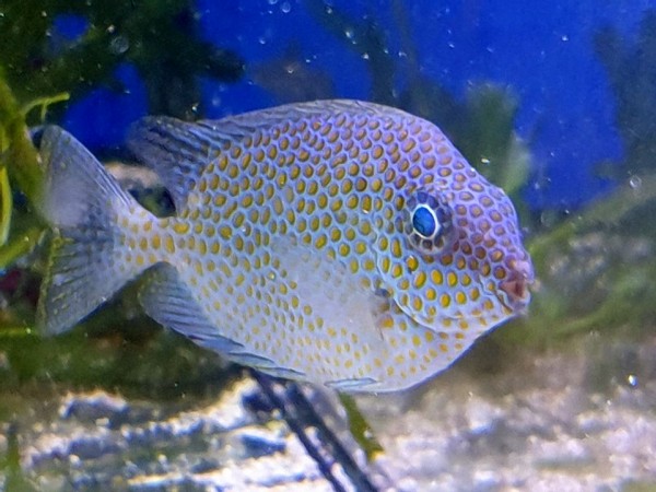 Siganus punctatus - gepunkteter Kaninchenfisch