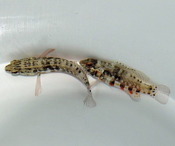 Serranus baldwini- Sägebarsch