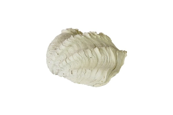 Back to Nature Tridacna Clam S 