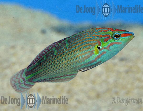 Halichoeres melanurus - Regenbogenlippfisch