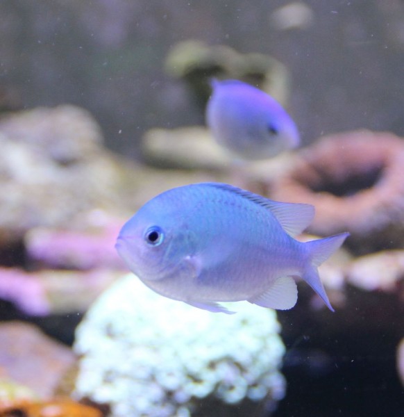 Chromis viridis - grünes Schwalbenschwänzchen