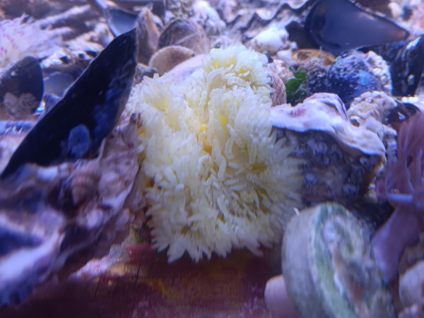 Sandanemone hellgelb