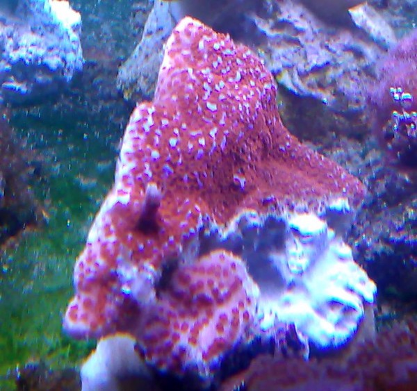 Montipora superman blau rot ca 4 cm Beipielbild