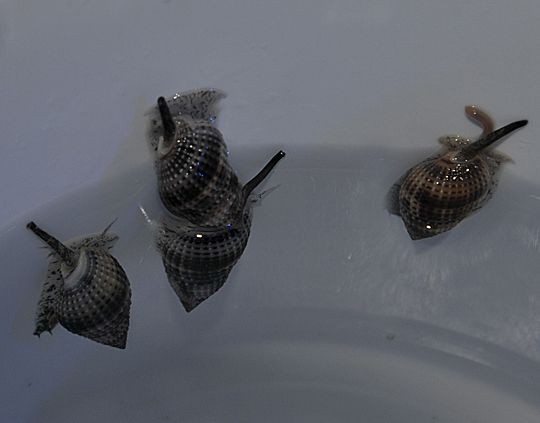 Nassarius sp. Turboschnecke