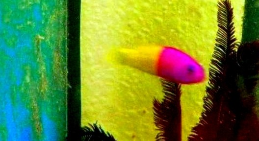 Pictichromis paccagnellae - Nymphen-Zwergbarsch