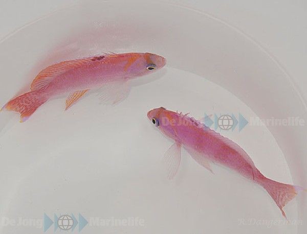 Pseudanthias bimaculatus Männchen Fahnenbarsch