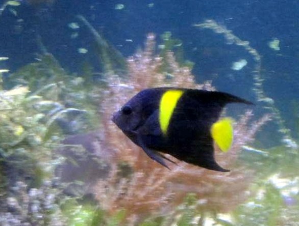 Pomacanthus asfur - Halbmond-Kaiserfisch