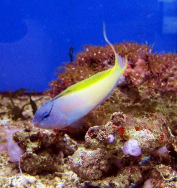 Meiacanthus atrodorsalis - blau gelber Säbelzahnschleimfisch