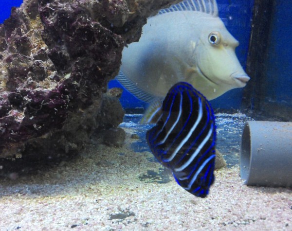 Pomacanthus chrysurus juvenil - Ostafrika-Kaiserfisch