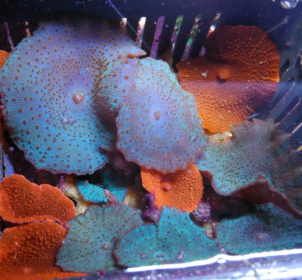 Discosoma rote Scheibenanemone