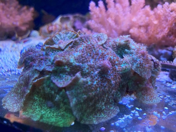 WYSIWYG eine Scheibenanemonen dieser Sorte Discosoma neglecta