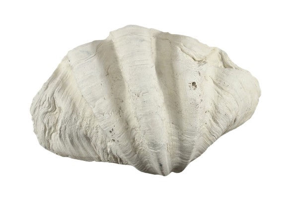 Back to Nature Tridacna Clam L