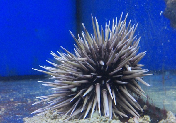 Echinometra mathaei - Riffdach Bohrseeigel