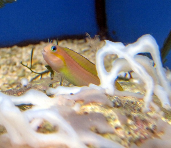 Ecsenius midas - gelber Schleimfisch oder Gold-Schleimfisch