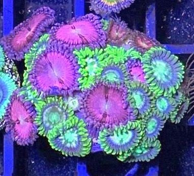 Mixstein super Krustenanemonen - Ultra Zoanthus Beispiel