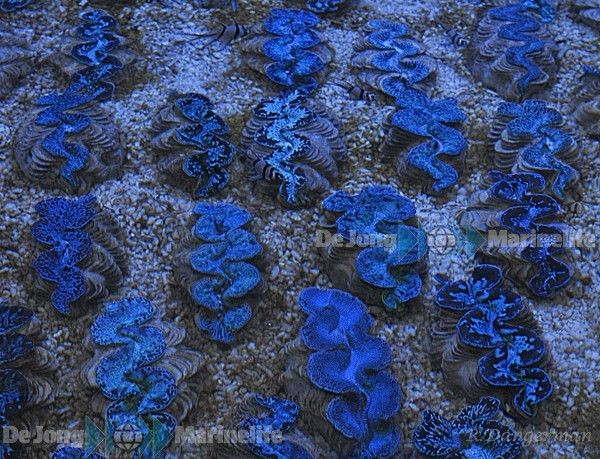 Tridacna maxima ca 4-6 cm blau Beispielbild