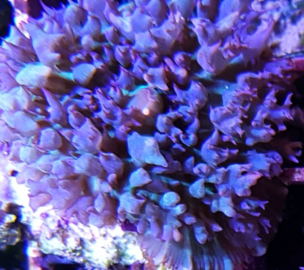 Rhodactis osculifera blau (blue)
