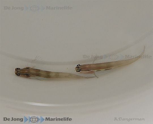 Ecsenius bimaculatus - gestreifter Schleimfisch