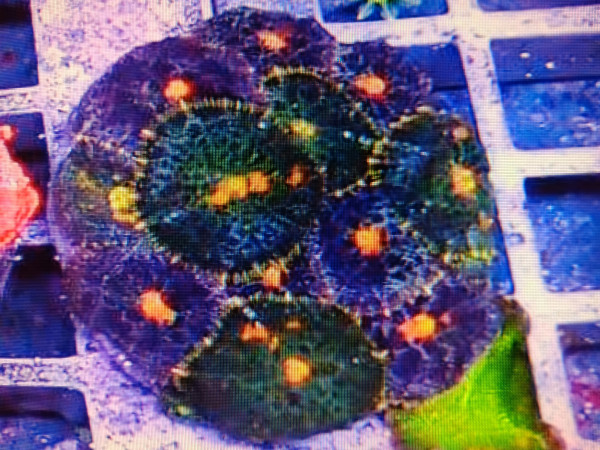 WYSIWYG pro Scheibe dunkel mit gelben Punkten Discosoma Scheibenanemonen