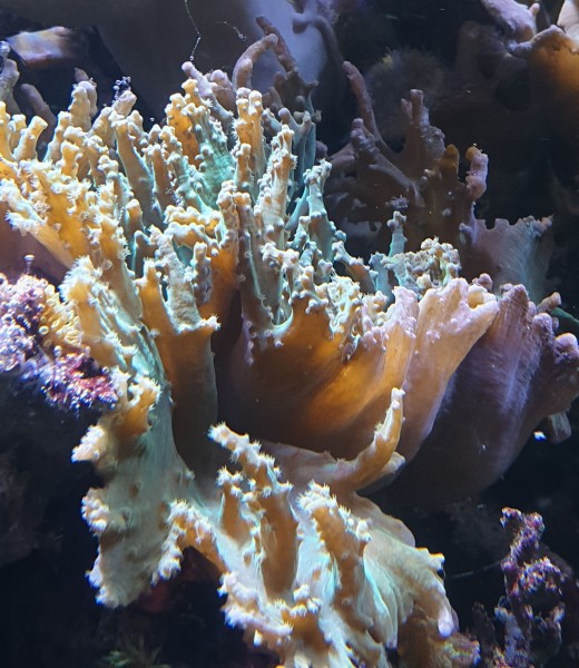 Ableger ca 5-7 cm Weichkoralle Sinularia sp flach wachsend Ideal für Nano und große Becken