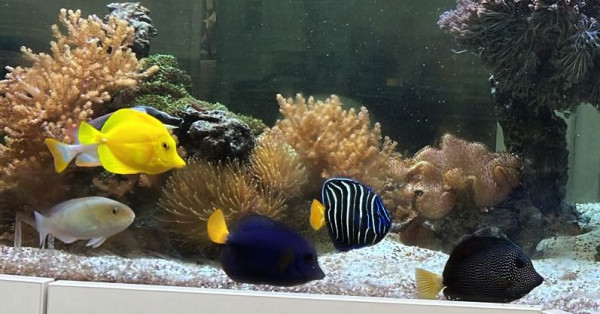 Pomacanthus chrysurus adult - Ostafrika-Kaiserfisch