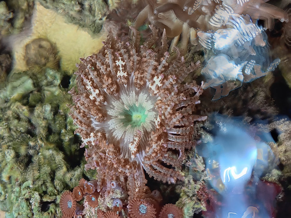 Phymanthus buitendijki - Buitendijks Sandanemone Mitte grün NZ