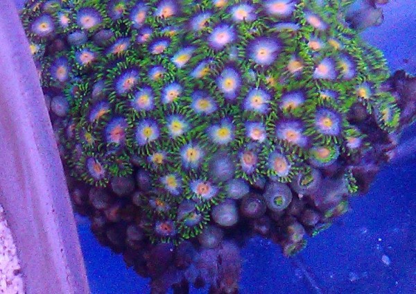 """Ableger mindestens 10 Polypen Zoanthus """"Gorilla nipples"""" super Krustenanemonen"""