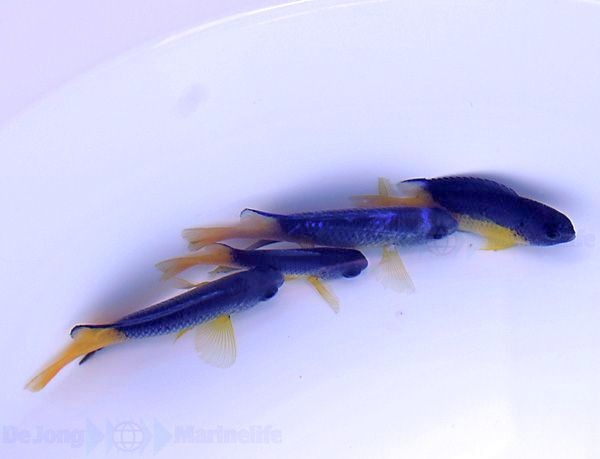 Pomacentrus auriventris - Goldbauch-Demoiselle