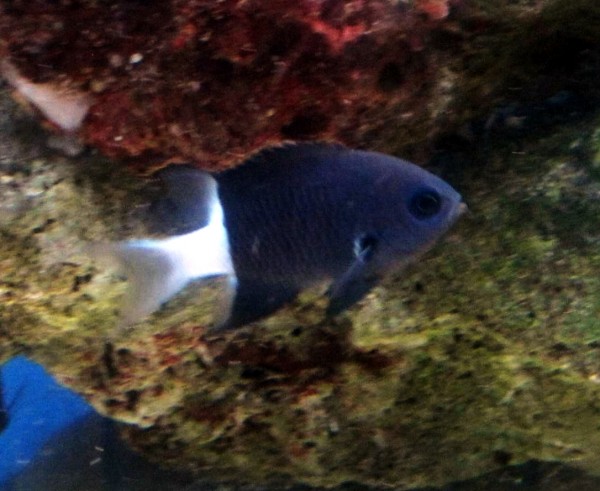 Chromis margaritifer - Zweifarben Schwalbenschwänzchen