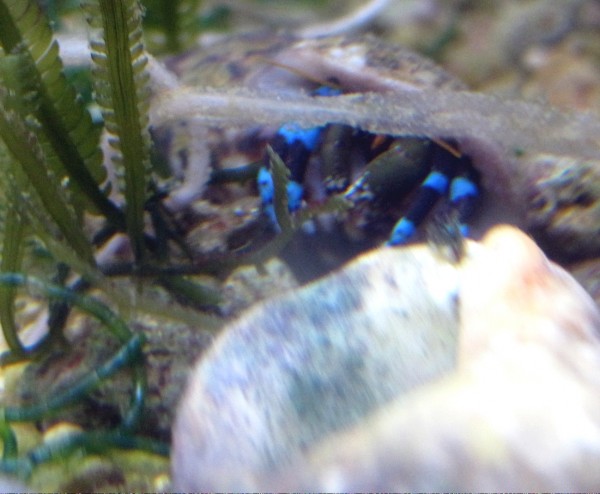 Calcinus elegans - blauer Einsiedler