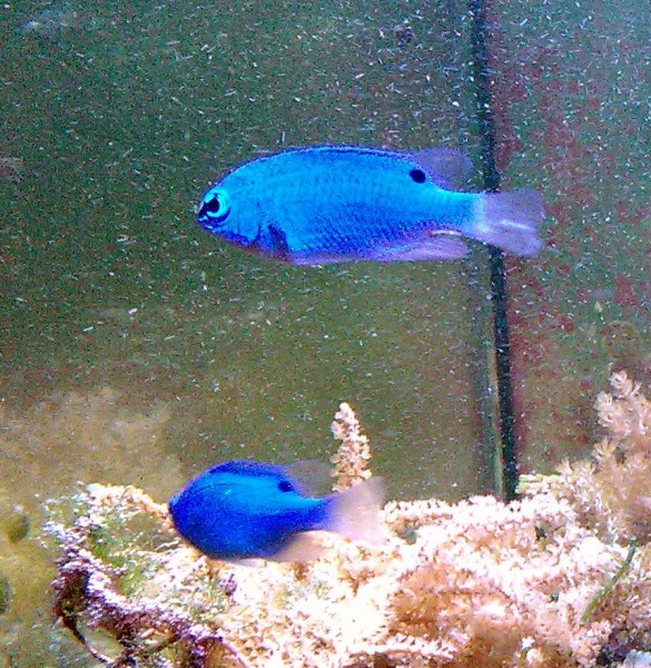 Chrysiptera cyanea Weibchen - blauer Riffbarsch