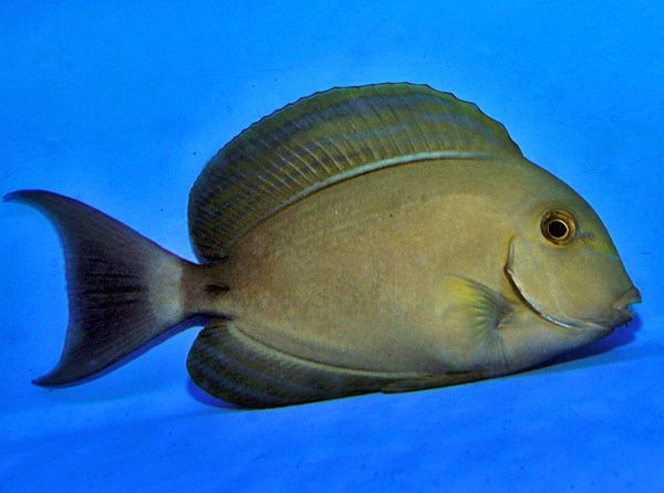 Acanthurus xanthopterus- Gelbmasken-Doktorfisch Größe S oder SM