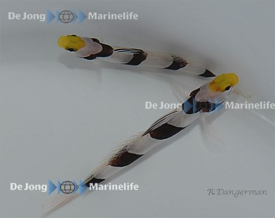 Stonogobiops xanthorhinica - Symbiosegrundel - Gelbschnauzengrundel