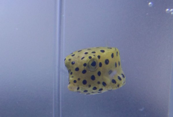 Ostracion solorensis - gewöhnlicher Kofferfisch Weibchen in Größe S oder SM