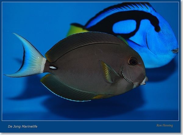 Acanthurus leucocheilus - Weisslippen-Doktorfisch