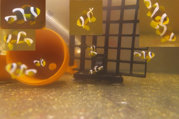 Aus Niedersachsen deutsche Nachzucht Amphiprion clarkii - Clownfisch