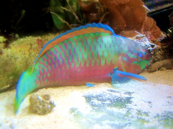 Scarus quoyi - farbenprächtiger Papageifisch
