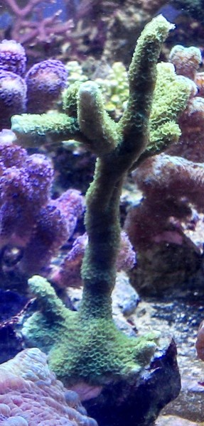 Montipora digitata grün - Beispielbild