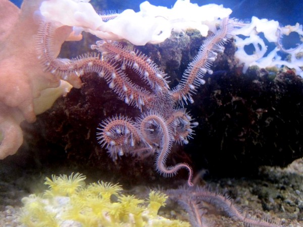 Ophiomastix annulosa - Schlangenstern mit gefransten Beinen