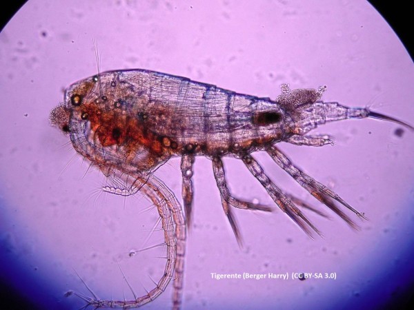 lebende marine Copepoden 1 Liter