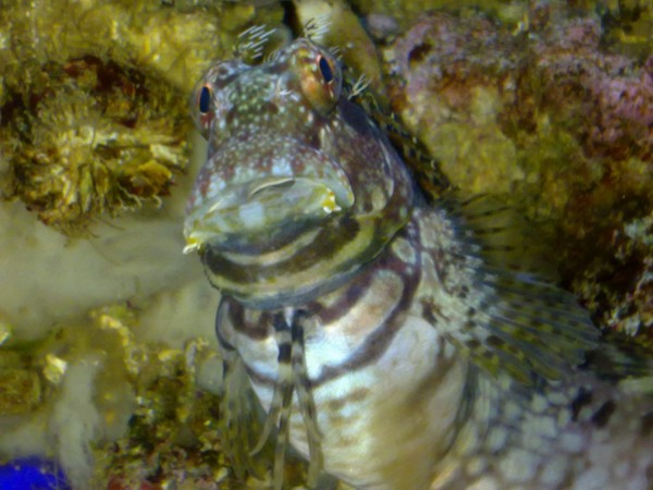 Salarias fasciatus - Algenblenny