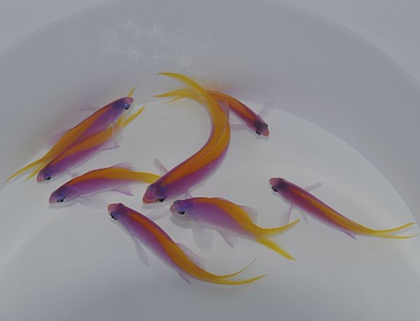 Pseudanthias evansi - Fahnenbarsch